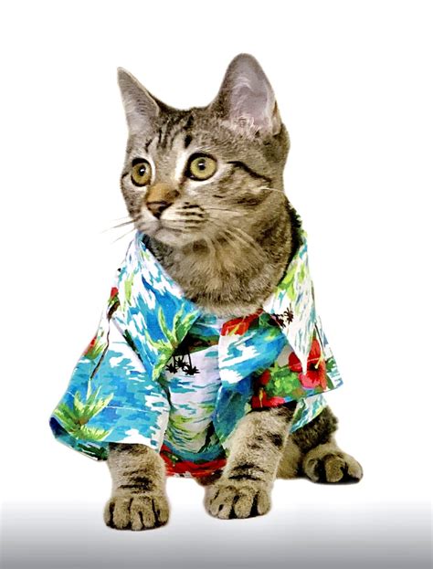 Aloha kitty magical tunic